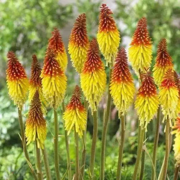 Red Hot Poker ,Kniphofia Torch Lily ,Perennial Flowers seeds - Caribbean garden seed