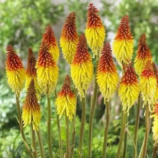 Red Hot Poker ,Kniphofia Torch Lily ,Perennial Flowers seeds - Caribbean garden seed