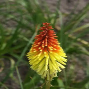 Red Hot Poker ,Kniphofia Torch Lily ,Perennial Flowers seeds - Caribbean garden seed