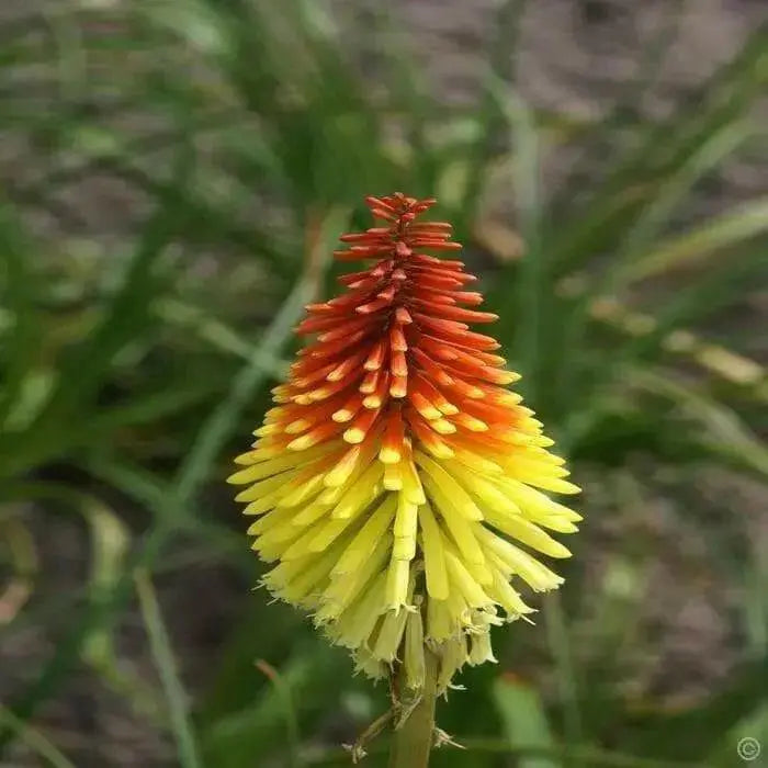 Red Hot Poker ,Kniphofia Torch Lily ,Perennial Flowers seeds - Caribbean garden seed