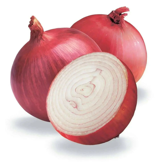 Red Grano Onion Seed, (Short Day Onion- Plant Spring, Summer or Fall ! - Caribbean garden seed