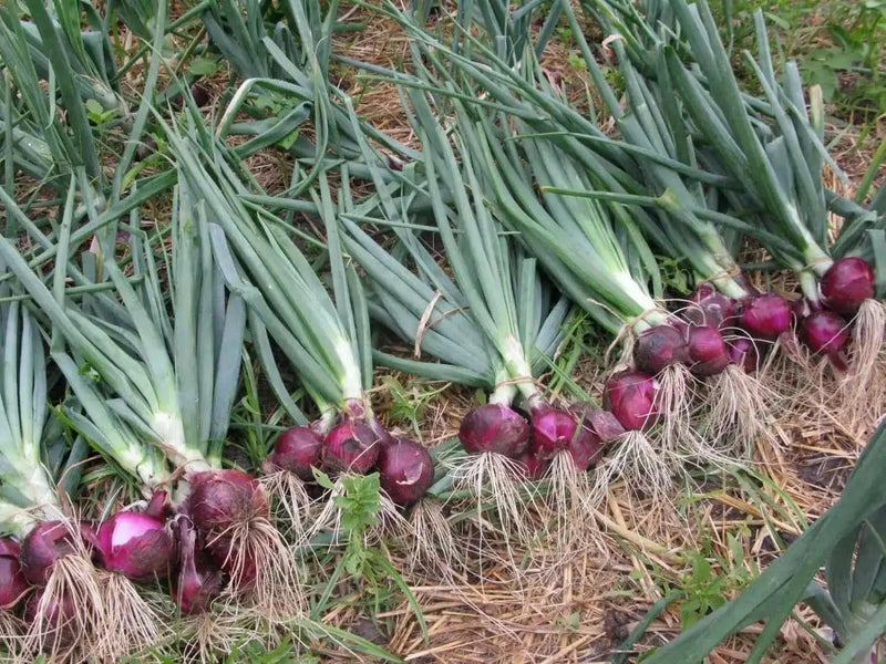 Red Grano Onion Seed, (Short Day Onion- Plant Spring, Summer or Fall ! - Caribbean garden seed