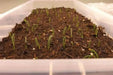 Red Grano Onion Seed, (Short Day Onion- Plant Spring, Summer or Fall ! - Caribbean garden seed