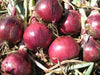 Red Grano Onion Seed, (Short Day Onion- Plant Spring, Summer or Fall ! - Caribbean garden seed
