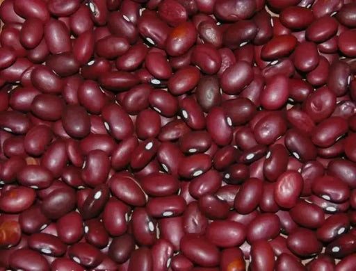 Red Pearl Bean  Phaseolus vulgaris-Very Rare Heirloom-Open pollinated. - Caribbean garden seed