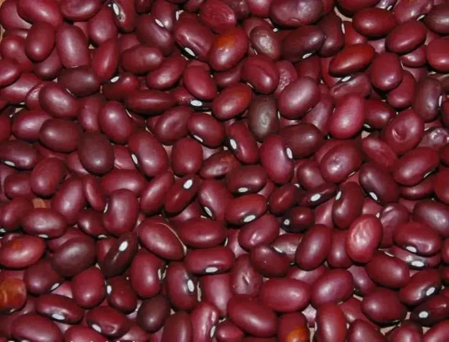 Red Pearl Bean  Phaseolus vulgaris-Very Rare Heirloom-Open pollinated. - Caribbean garden seed