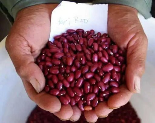 Red Pearl Bean  Phaseolus vulgaris-Very Rare Heirloom-Open pollinated. - Caribbean garden seed