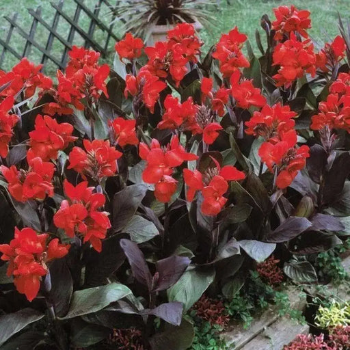Red King Humbert Canna Rhizome - (Bag Of 3,Bronze ) 2/3 eyes - - Caribbean garden seed