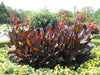 Red King Humbert Canna Rhizome - (Bag Of 3,Bronze ) 2/3 eyes - - Caribbean garden seed