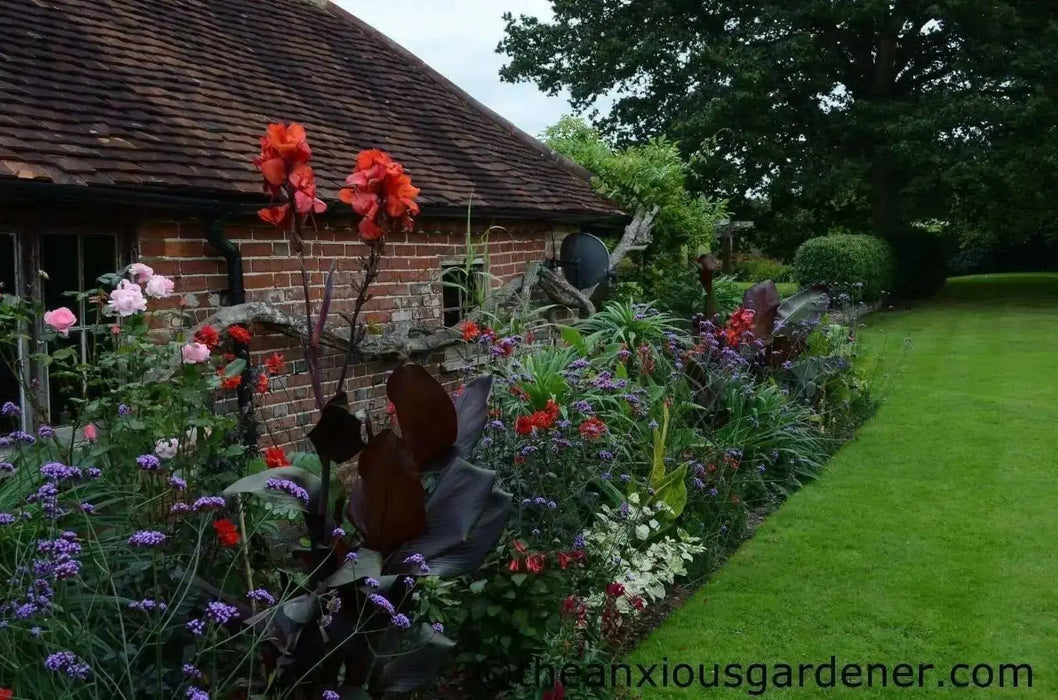 Red King Humbert Canna Rhizome - (Bag Of 3,Bronze ) 2/3 eyes - - Caribbean garden seed