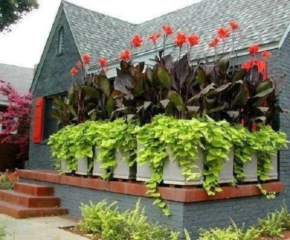 Red King Humbert Canna Rhizome - (Bag Of 3,Bronze ) 2/3 eyes - - Caribbean garden seed