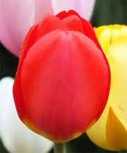 RED impression TULIP  ,FALL PLANTING BULBS - Caribbean garden seed