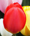RED impression TULIP  ,FALL PLANTING BULBS - Caribbean garden seed