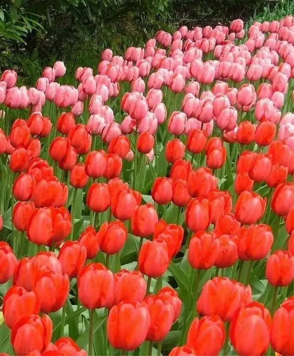 RED impression TULIP  ,FALL PLANTING BULBS - Caribbean garden seed