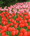 RED impression TULIP  ,FALL PLANTING BULBS - Caribbean garden seed