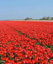 RED impression TULIP  ,FALL PLANTING BULBS - Caribbean garden seed