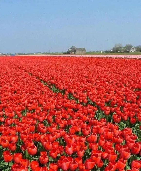 RED impression TULIP  ,FALL PLANTING BULBS - Caribbean garden seed