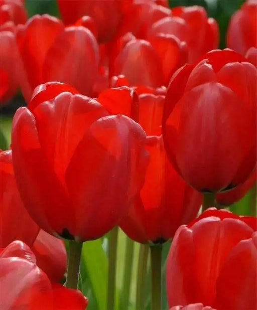 RED impression TULIP  ,FALL PLANTING BULBS - Caribbean garden seed