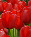 RED impression TULIP  ,FALL PLANTING BULBS - Caribbean garden seed