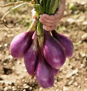 Red Long Tropea Onion Seed /Rossa Lunga (110 days) Open-pollinated - Caribbean garden seed