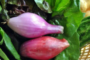 Red Long Tropea Onion Seed /Rossa Lunga (110 days) Open-pollinated - Caribbean garden seed