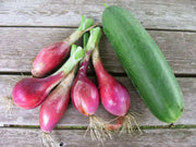 Red Long Tropea Onion Seed /Rossa Lunga (110 days) Open-pollinated - Caribbean garden seed