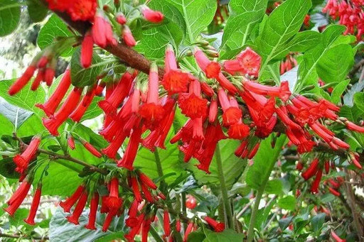 Red Iochroma Flowers seed, Iochroma fuchsioides, Tropical Vine, Groundcover - Caribbean garden seed