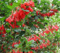 Red Iochroma Flowers seed, Iochroma fuchsioides, Tropical Vine, Groundcover - Caribbean garden seed
