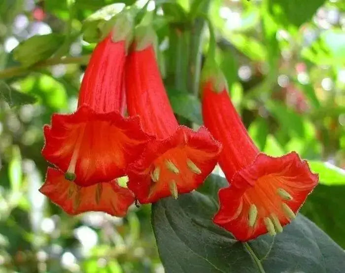 Red Iochroma Flowers seed, Iochroma fuchsioides, Tropical Vine, Groundcover - Caribbean garden seed