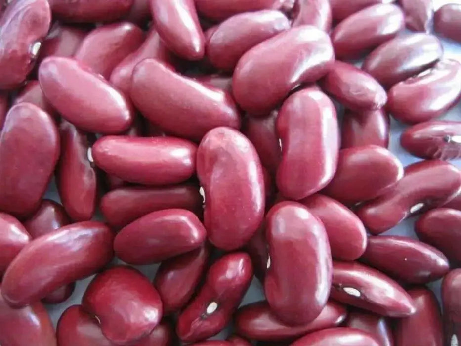 Red Kidney Beans (Dry shelling Bush) CARIBBEAN , Jamaican Red Peas - Caribbean garden seed