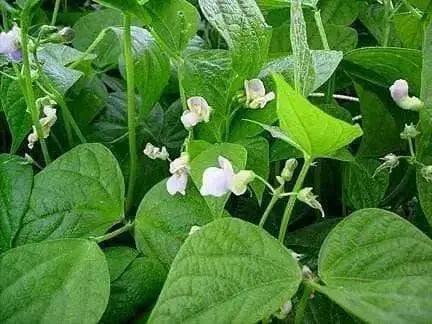 Red Kidney Beans (Dry shelling Bush) CARIBBEAN , Jamaican Red Peas - Caribbean garden seed