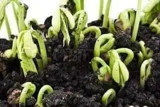 Red Kidney Beans (Dry shelling Bush) CARIBBEAN , Jamaican Red Peas - Caribbean garden seed