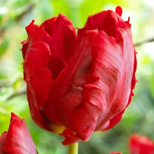 Red Parrot Tulip Bulbs, SPRING BLOOM - Caribbean garden seed