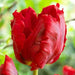 Red Parrot Tulip Bulbs, SPRING BLOOM - Caribbean garden seed