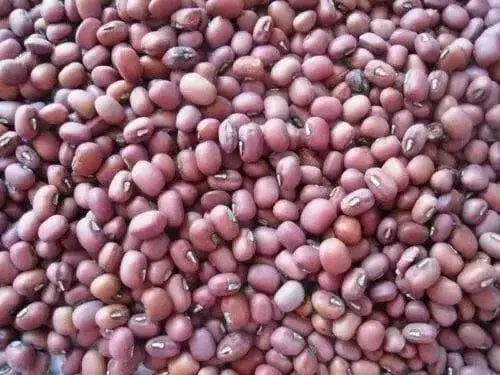RED MUNG BEAN ,( BUSH BEAN) Grow Sprouting or Cooking, Asian Vegetable ! - Caribbean garden seed