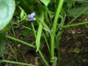 RED MUNG BEAN ,( BUSH BEAN) Grow Sprouting or Cooking, Asian Vegetable ! - Caribbean garden seed