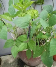 RED MUNG BEAN ,( BUSH BEAN) Grow Sprouting or Cooking, Asian Vegetable ! - Caribbean garden seed