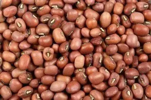 RED MUNG BEAN ,( BUSH BEAN) Grow Sprouting or Cooking, Asian Vegetable ! - Caribbean garden seed
