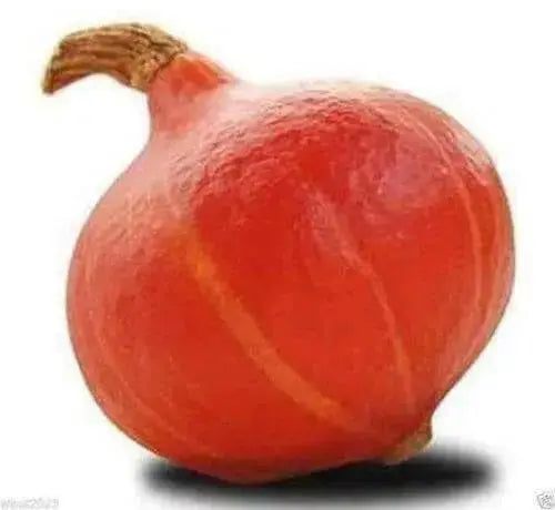 Red Kuri Squash Seeds-,Japanese kabocha Pumpkin, Asian Vegetable - Caribbean garden seed