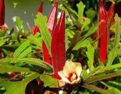 Red Okra, Ladies Finger seeds, Gumbo, easy to grow, - Caribbean garden seed