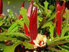 Red Okra, Ladies Finger seeds, Gumbo, easy to grow, - Caribbean garden seed