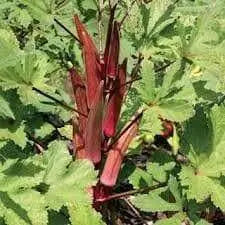 Red Okra, Ladies Finger seeds, Gumbo, easy to grow, - Caribbean garden seed