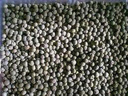 Red Okra, Ladies Finger seeds, Gumbo, easy to grow, - Caribbean garden seed