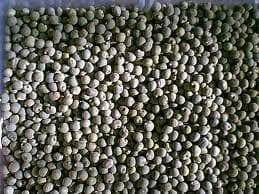 Red Okra, Ladies Finger seeds, Gumbo, easy to grow, - Caribbean garden seed