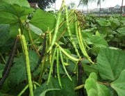 Red MUNG BEAN Plant  Seeds, Vigna radiata - Caribbean garden seed