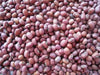 Red MUNG BEAN Plant  Seeds, Vigna radiata - Caribbean garden seed