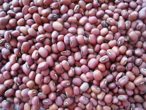 Red MUNG BEAN Plant  Seeds, Vigna radiata - Caribbean garden seed