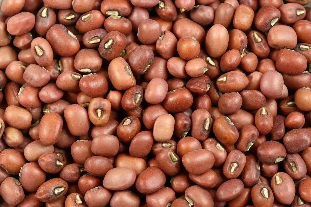 Red MUNG BEAN Plant  Seeds, Vigna radiata - Caribbean garden seed
