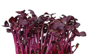 Red Rambo, Radish seeds ,Asian Vegetable - Caribbean garden seed