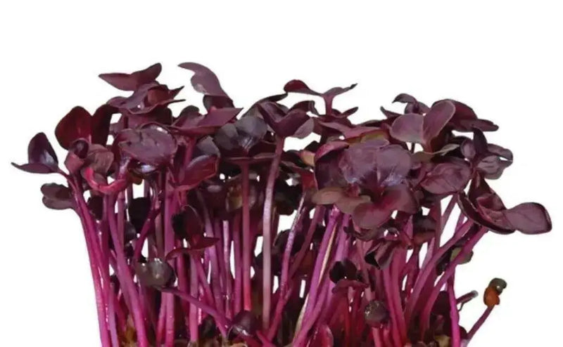 Red Rambo, Radish seeds ,Asian Vegetable - Caribbean garden seed